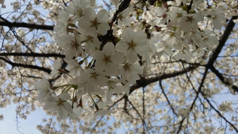 18년도 4월 10일 벚꽃나들이