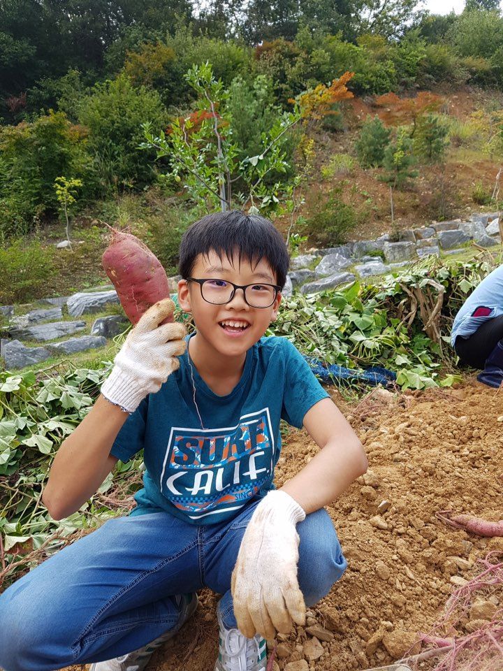 왕촌어버이의집 고구마캐기 자원봉사